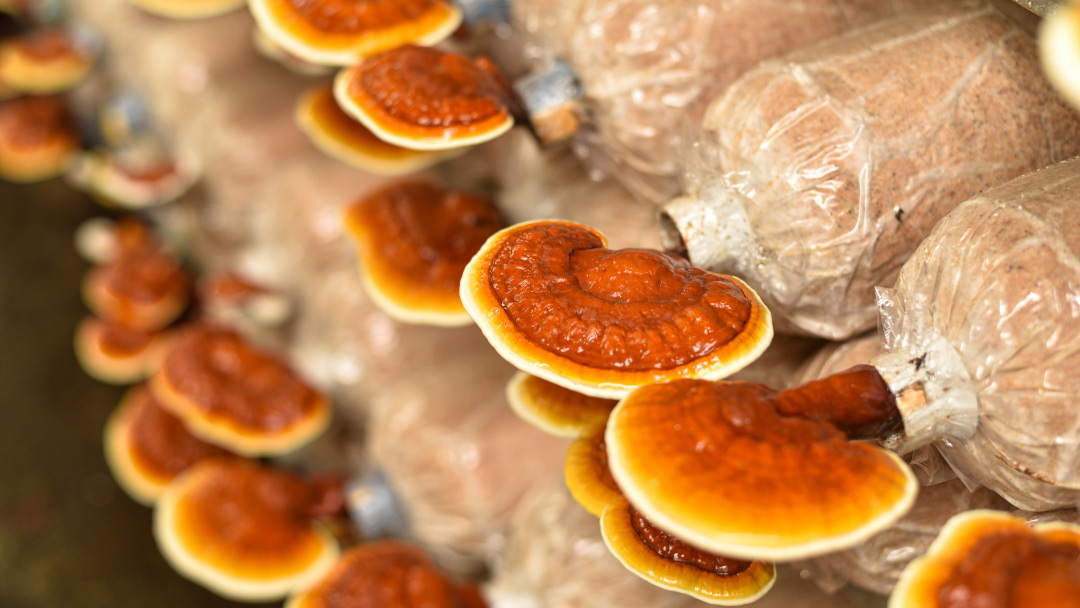eyc-tech Mushroom Grow Room