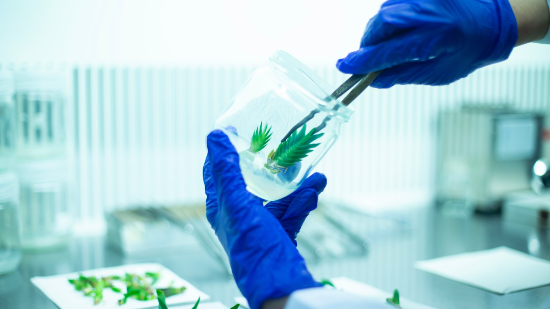 eyc-tech Tissue Culture Lab